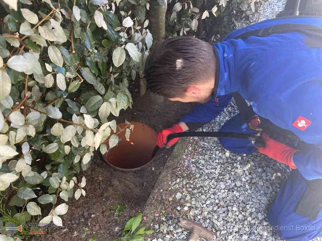 Rioolvliegjes Boxtel